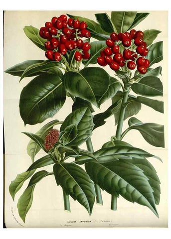 Reproducción/Reproduction 49588453148: Flore des serres et des jardins de l'Europe. A Gand :chez Louis van Houtte, eÌditeur,1845-1880.. 
