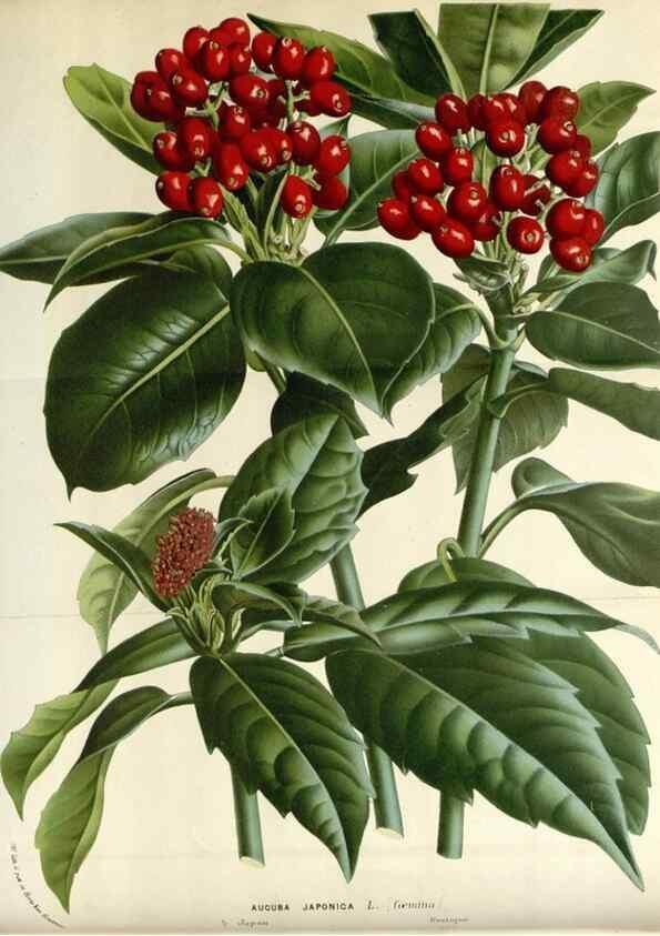 Reproducción/Reproduction 49588453148: Flore des serres et des jardins de l'Europe. A Gand :chez Louis van Houtte, eÌditeur,1845-1880.. 