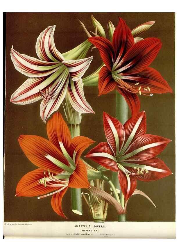 Reproducción/Reproduction 49589185577: Flore des serres et des jardins de l'Europe. A Gand :chez Louis van Houtte, eÌditeur,1845-1880.. 