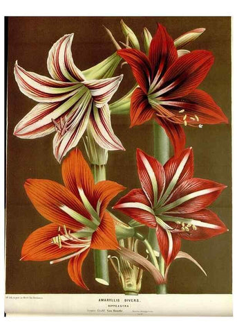 Reproducción/Reproduction 49589185577: Flore des serres et des jardins de l'Europe. A Gand :chez Louis van Houtte, eÌditeur,1845-1880.. 