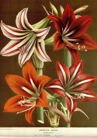 Reproducción/Reproduction 49589185577: Flore des serres et des jardins de l'Europe. A Gand :chez Louis van Houtte, eÌditeur,1845-1880.. 