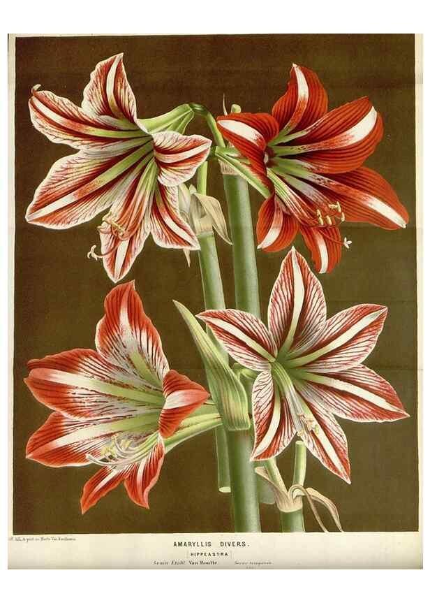 Reproducción/Reproduction 49588453798: Flore des serres et des jardins de l'Europe. A Gand :chez Louis van Houtte, eÌditeur,1845-1880.. 