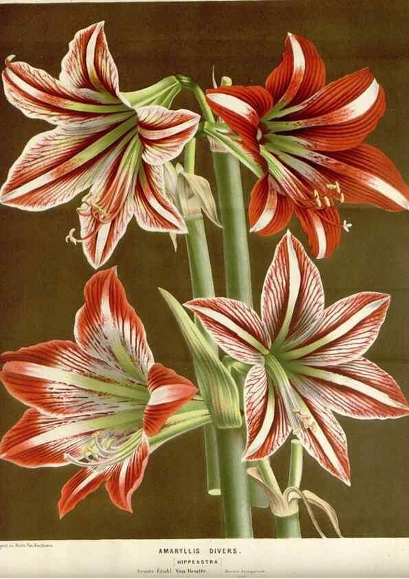 Reproducción/Reproduction 49588453798: Flore des serres et des jardins de l'Europe. A Gand :chez Louis van Houtte, eÌditeur,1845-1880.. 