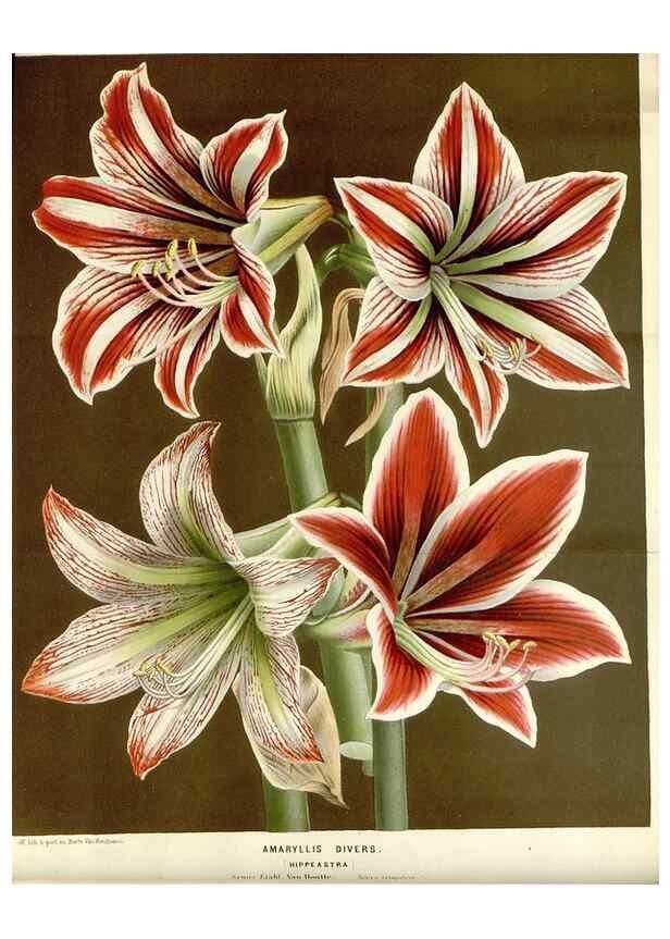 Reproducción/Reproduction 49589186122: Flore des serres et des jardins de l'Europe. A Gand :chez Louis van Houtte, eÌditeur,1845-1880.. 