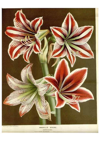 Reproducción/Reproduction 49589186122: Flore des serres et des jardins de l'Europe. A Gand :chez Louis van Houtte, eÌditeur,1845-1880.. 