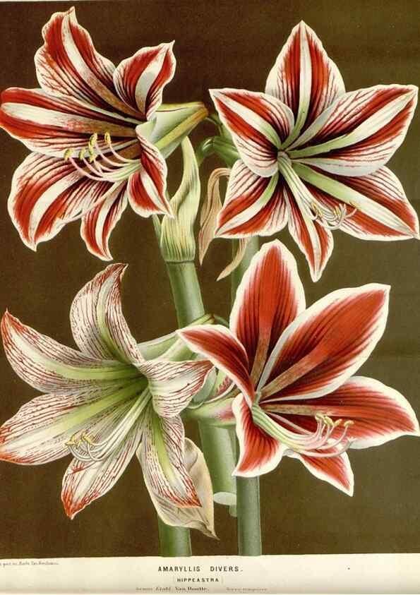 Reproducción/Reproduction 49589186122: Flore des serres et des jardins de l'Europe. A Gand :chez Louis van Houtte, eÌditeur,1845-1880.. 