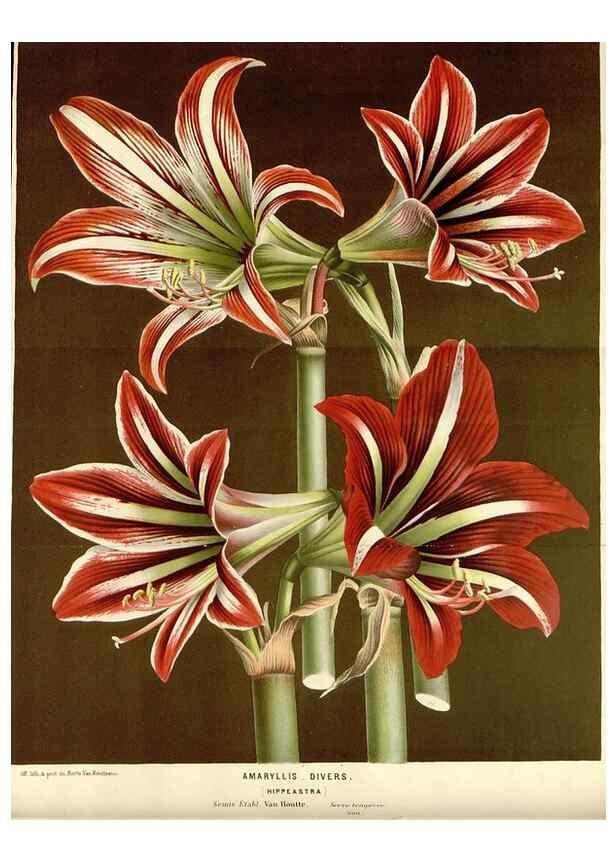 Reproducción/Reproduction 49588944106: Flore des serres et des jardins de l'Europe. A Gand :chez Louis van Houtte, eÌditeur,1845-1880.. 