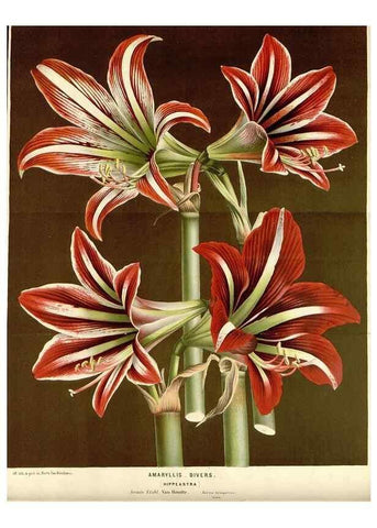 Reproducción/Reproduction 49588944106: Flore des serres et des jardins de l'Europe. A Gand :chez Louis van Houtte, eÌditeur,1845-1880.. 