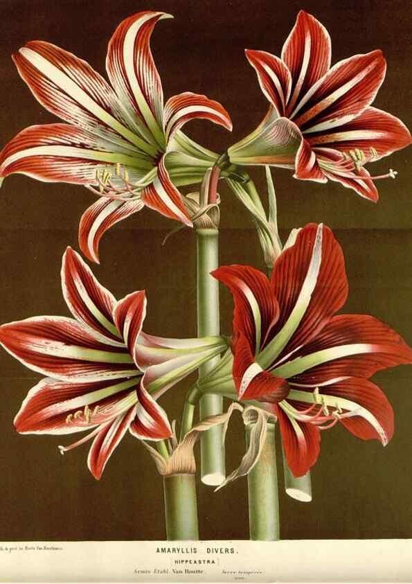 Reproducción/Reproduction 49588944106: Flore des serres et des jardins de l'Europe. A Gand :chez Louis van Houtte, eÌditeur,1845-1880.. 