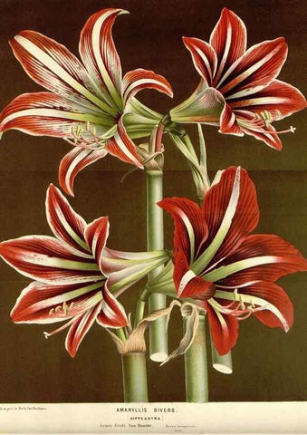 Reproducción/Reproduction 49588944106: Flore des serres et des jardins de l'Europe. A Gand :chez Louis van Houtte, eÌditeur,1845-1880.. 