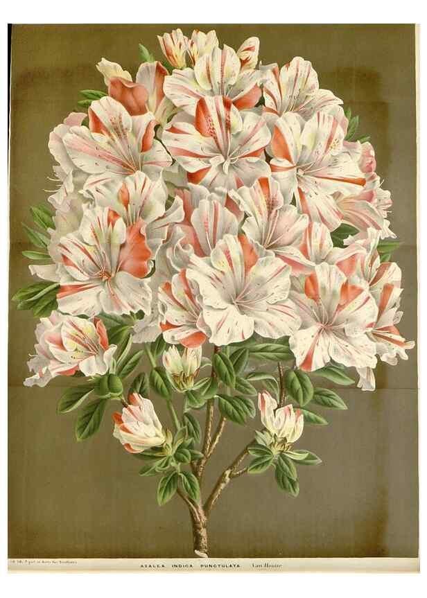 Reproducción/Reproduction 49589186702: Flore des serres et des jardins de l'Europe. A Gand :chez Louis van Houtte, eÌditeur,1845-1880.. 