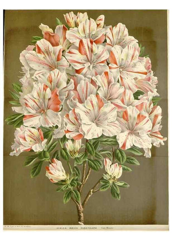 Reproducción/Reproduction 49589186702: Flore des serres et des jardins de l'Europe. A Gand :chez Louis van Houtte, eÌditeur,1845-1880.. 