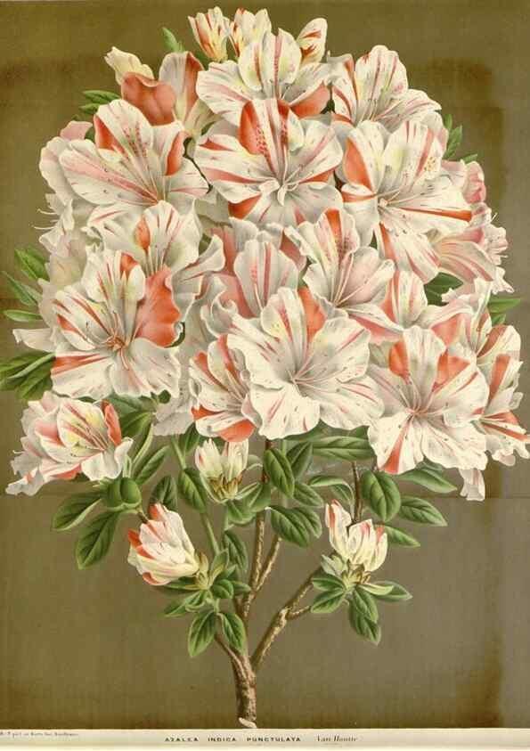 Reproducción/Reproduction 49589186702: Flore des serres et des jardins de l'Europe. A Gand :chez Louis van Houtte, eÌditeur,1845-1880.. 