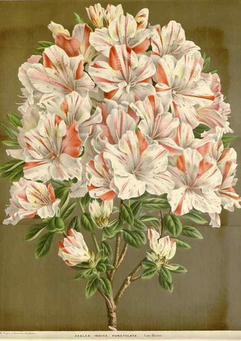 Reproducción/Reproduction 49589186702: Flore des serres et des jardins de l'Europe. A Gand :chez Louis van Houtte, eÌditeur,1845-1880.. 