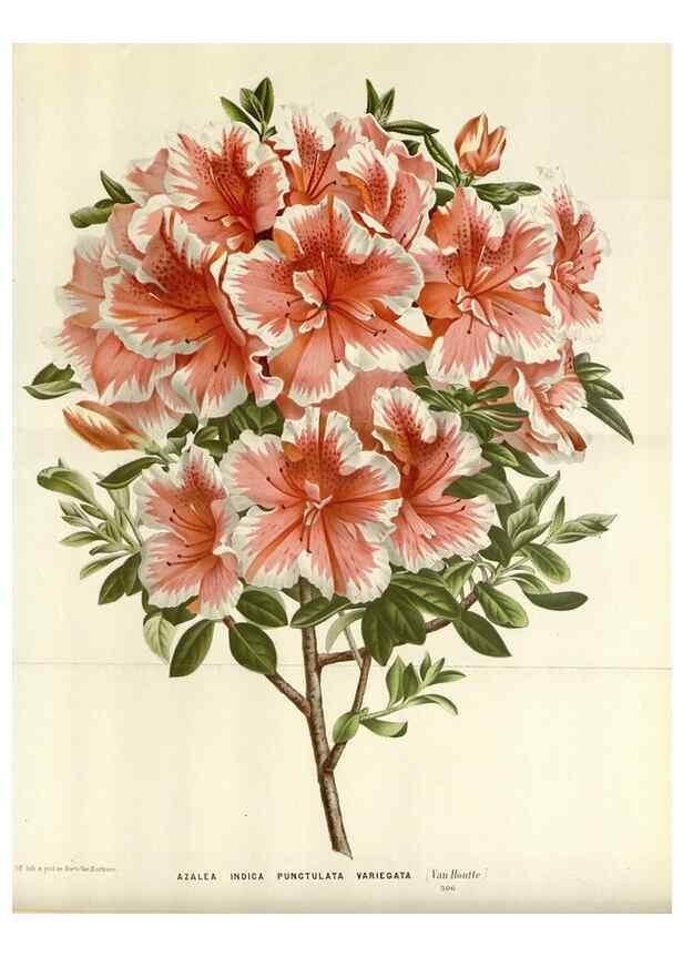 Reproducción/Reproduction 49588454973: Flore des serres et des jardins de l'Europe. A Gand :chez Louis van Houtte, eÌditeur,1845-1880.. 
