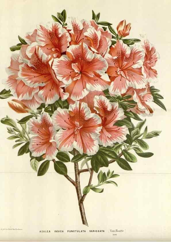 Reproducción/Reproduction 49588454973: Flore des serres et des jardins de l'Europe. A Gand :chez Louis van Houtte, eÌditeur,1845-1880.. 
