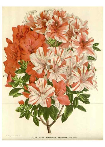 Reproducción/Reproduction 49588944956: Flore des serres et des jardins de l'Europe. A Gand :chez Louis van Houtte, eÌditeur,1845-1880.. 