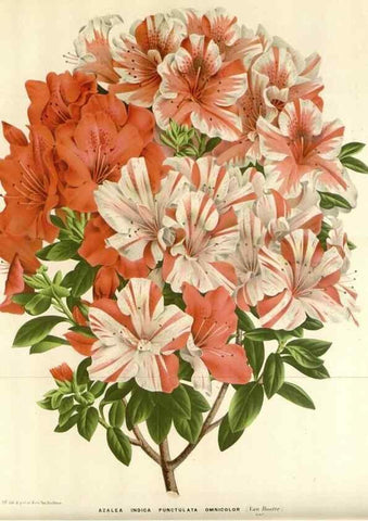 Reproducción/Reproduction 49588944956: Flore des serres et des jardins de l'Europe. A Gand :chez Louis van Houtte, eÌditeur,1845-1880.. 