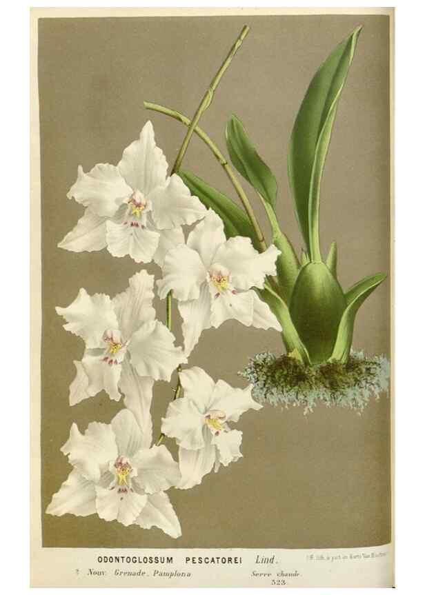 Reproducción/Reproduction 49588945181: Flore des serres et des jardins de l'Europe. A Gand :chez Louis van Houtte, eÌditeur,1845-1880.. 