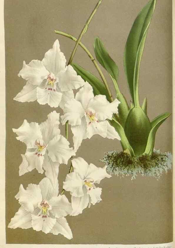 Reproducción/Reproduction 49588945181: Flore des serres et des jardins de l'Europe. A Gand :chez Louis van Houtte, eÌditeur,1845-1880.. 