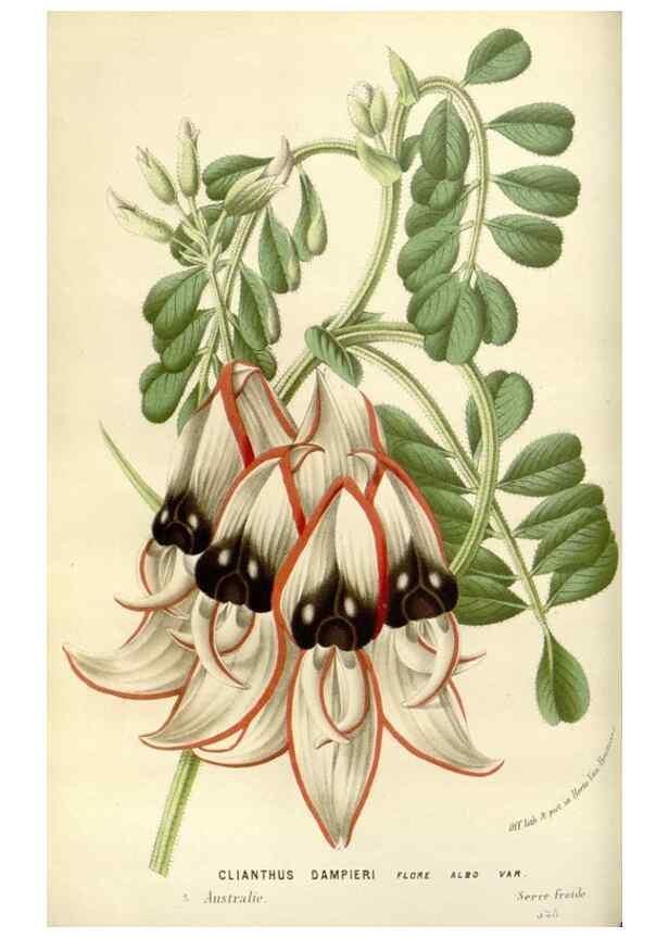 Reproducción/Reproduction 49589187982: Flore des serres et des jardins de l'Europe. A Gand :chez Louis van Houtte, eÌditeur,1845-1880.. 