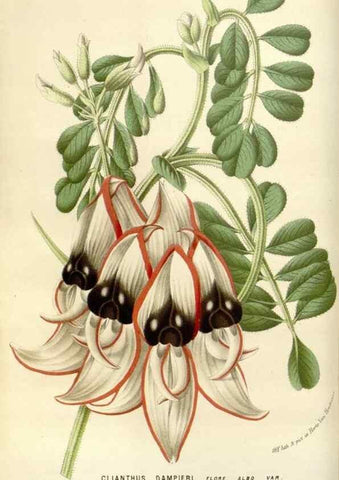 Reproducción/Reproduction 49589187982: Flore des serres et des jardins de l'Europe. A Gand :chez Louis van Houtte, eÌditeur,1845-1880.. 