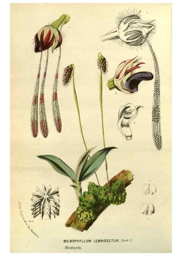 Reproducción/Reproduction 49588145853: Flore des serres et des jardins de l'Europe. A Gand :chez Louis van Houtte, eÌditeur,1845-1880.. 