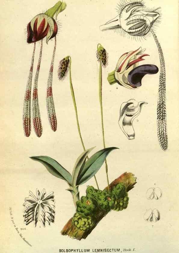Reproducción/Reproduction 49588145853: Flore des serres et des jardins de l'Europe. A Gand :chez Louis van Houtte, eÌditeur,1845-1880.. 