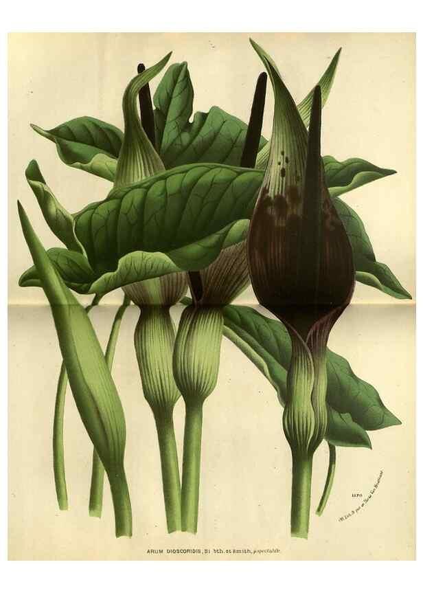 Reproducción/Reproduction 49588636061: Flore des serres et des jardins de l'Europe. A Gand :chez Louis van Houtte, eÌditeur,1845-1880.. 