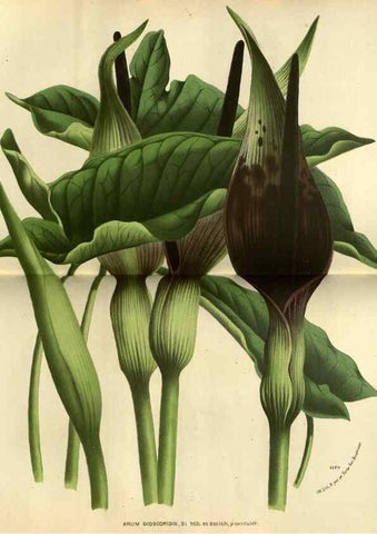 Reproducción/Reproduction 49588636061: Flore des serres et des jardins de l'Europe. A Gand :chez Louis van Houtte, eÌditeur,1845-1880.. 