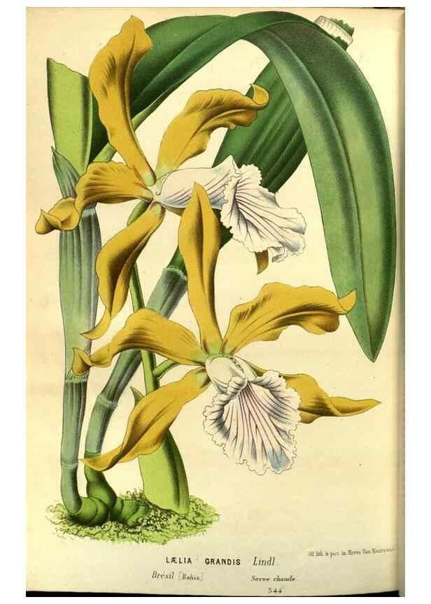 Reproducción/Reproduction 49588881097: Flore des serres et des jardins de l'Europe. A Gand :chez Louis van Houtte, eÌditeur,1845-1880.. 