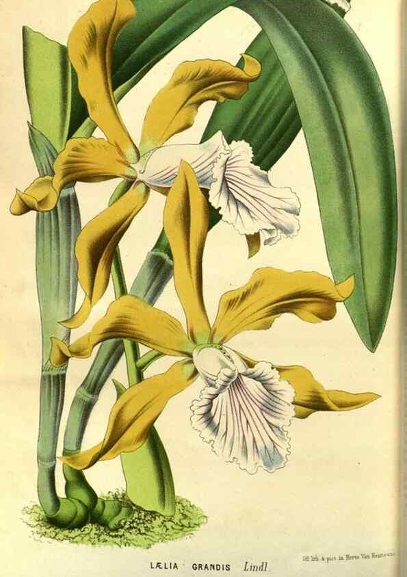 Reproducción/Reproduction 49588881097: Flore des serres et des jardins de l'Europe. A Gand :chez Louis van Houtte, eÌditeur,1845-1880.. 