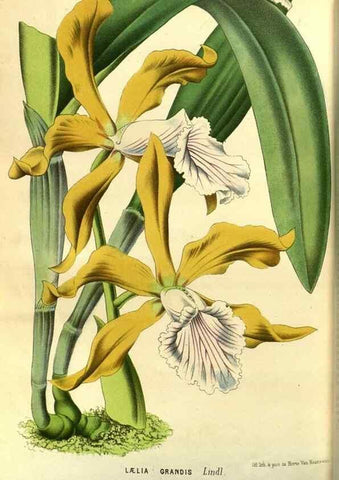 Reproducción/Reproduction 49588881097: Flore des serres et des jardins de l'Europe. A Gand :chez Louis van Houtte, eÌditeur,1845-1880.. 