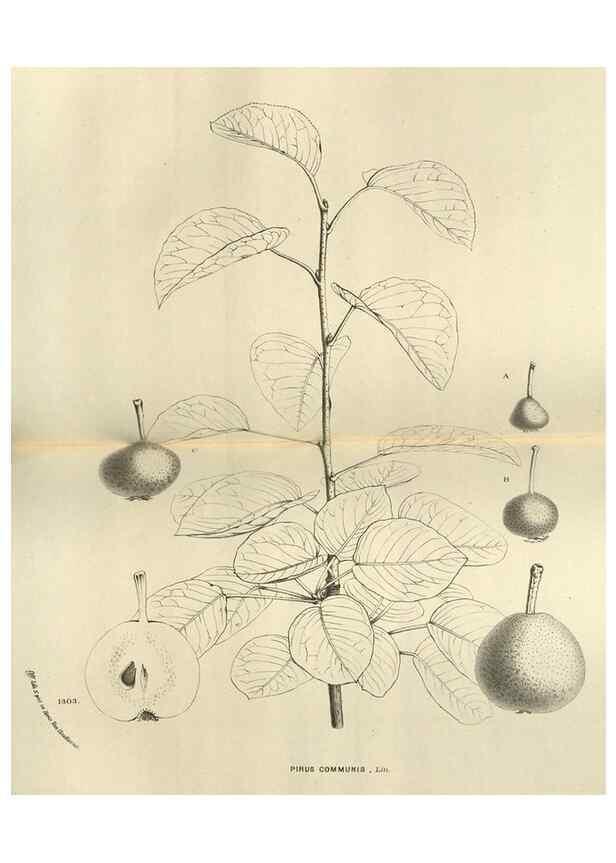 Reproducción/Reproduction 49588877547: Flore des serres et des jardins de l'Europe. A Gand :chez Louis van Houtte, eÌditeur,1845-1880.. 