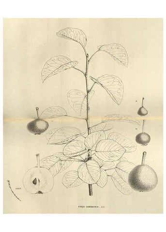 Reproducción/Reproduction 49588877547: Flore des serres et des jardins de l'Europe. A Gand :chez Louis van Houtte, eÌditeur,1845-1880.. 