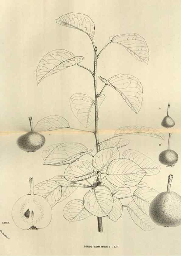 Reproducción/Reproduction 49588877547: Flore des serres et des jardins de l'Europe. A Gand :chez Louis van Houtte, eÌditeur,1845-1880.. 