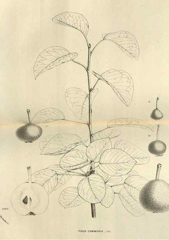Reproducción/Reproduction 49588877547: Flore des serres et des jardins de l'Europe. A Gand :chez Louis van Houtte, eÌditeur,1845-1880.. 