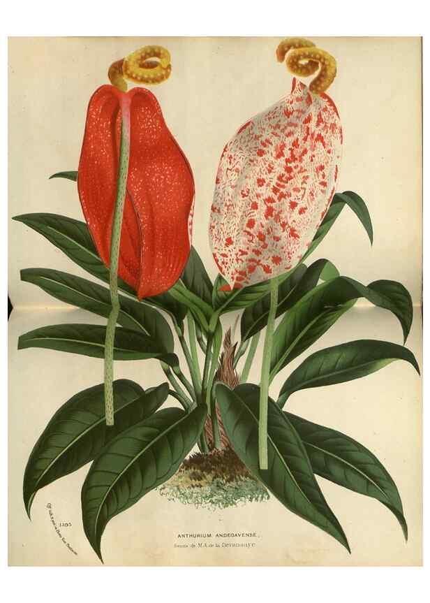 Reproducción/Reproduction 49588877917: Flore des serres et des jardins de l'Europe. A Gand :chez Louis van Houtte, eÌditeur,1845-1880.. 