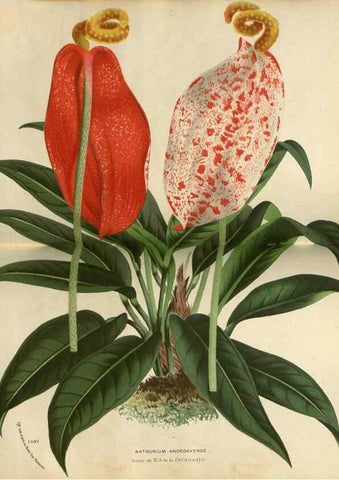 Reproducción/Reproduction 49588877917: Flore des serres et des jardins de l'Europe. A Gand :chez Louis van Houtte, eÌditeur,1845-1880.. 
