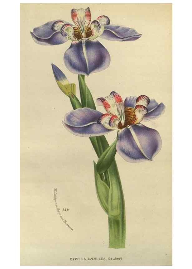 Reproducción/Reproduction 49588878102: Flore des serres et des jardins de l'Europe. A Gand :chez Louis van Houtte, eÌditeur,1845-1880.. 