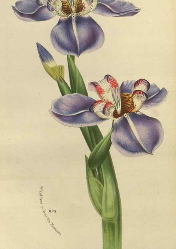 Reproducción/Reproduction 49588878102: Flore des serres et des jardins de l'Europe. A Gand :chez Louis van Houtte, eÌditeur,1845-1880.. 