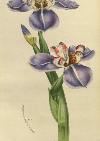 Reproducción/Reproduction 49588878102: Flore des serres et des jardins de l'Europe. A Gand :chez Louis van Houtte, eÌditeur,1845-1880.. 