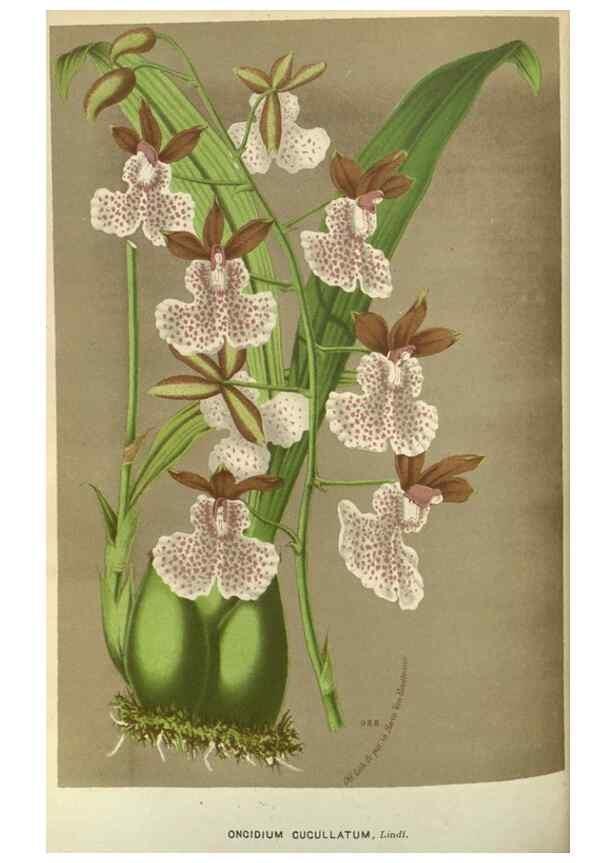 Reproducción/Reproduction 49588142113: Flore des serres et des jardins de l'Europe. A Gand :chez Louis van Houtte, eÌditeur,1845-1880.. 