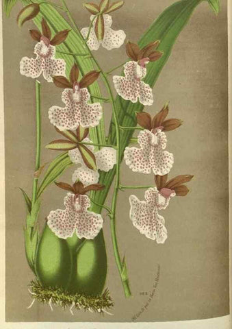Reproducción/Reproduction 49588142113: Flore des serres et des jardins de l'Europe. A Gand :chez Louis van Houtte, eÌditeur,1845-1880.. 