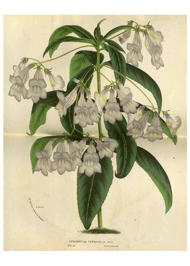 Reproducción/Reproduction 49588142343: Flore des serres et des jardins de l'Europe. A Gand :chez Louis van Houtte, eÌditeur,1845-1880.. 
