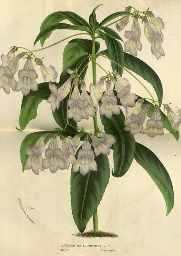 Reproducción/Reproduction 49588142343: Flore des serres et des jardins de l'Europe. A Gand :chez Louis van Houtte, eÌditeur,1845-1880.. 