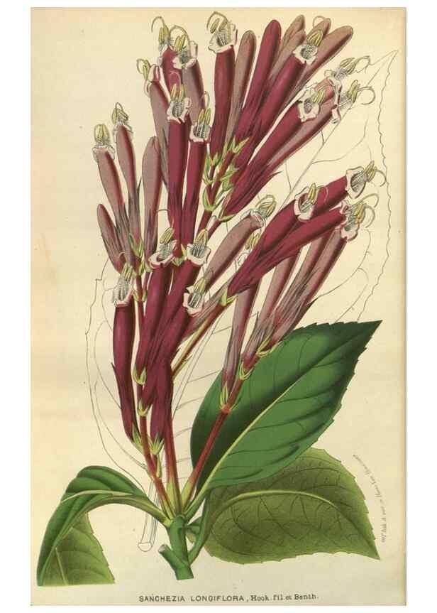Reproducción/Reproduction 49588142528: Flore des serres et des jardins de l'Europe. A Gand :chez Louis van Houtte, eÌditeur,1845-1880.. 