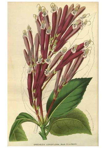 Reproducción/Reproduction 49588142528: Flore des serres et des jardins de l'Europe. A Gand :chez Louis van Houtte, eÌditeur,1845-1880.. 