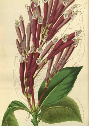 Reproducción/Reproduction 49588142528: Flore des serres et des jardins de l'Europe. A Gand :chez Louis van Houtte, eÌditeur,1845-1880.. 