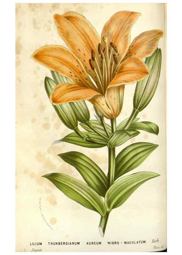 Reproducción/Reproduction 49589188297: Flore des serres et des jardins de l'Europe. A Gand :chez Louis van Houtte, eÌditeur,1845-1880.. 
